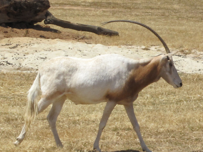 Oryx dammah, egy rokon antilopfaj. Oldalról tényleg úgy tűnik, mintha egy szarva lenne...