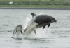 Palackorrú delfinmama a kicsinyivel – nem csak a gyerekekkel kiabál