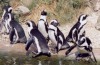 Pápaszemes pingvin