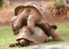 Párzó teknősök maradványai kerültek elő