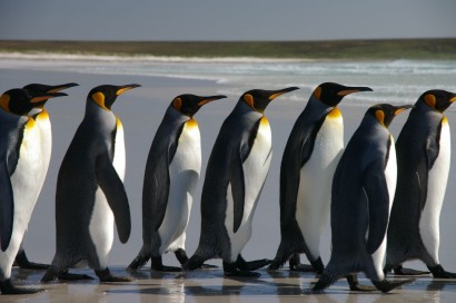 Pingvinek srorozata