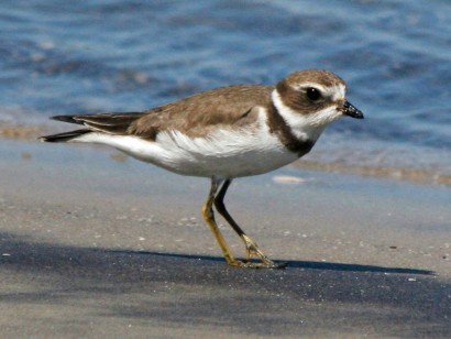 Plover