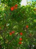 Pomagránát, azaz gránátalmafa virága