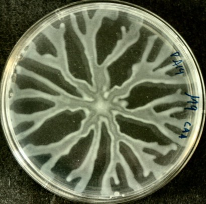 Pseudomonas aeruginosa megfelelő táptalajon ilyen csillag alakban szétrajzó telepeket hoz létre.