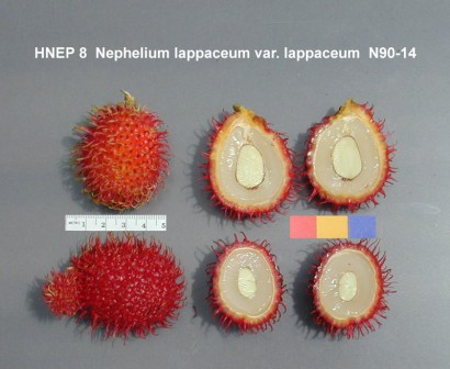 Rambután kívülről és belülről