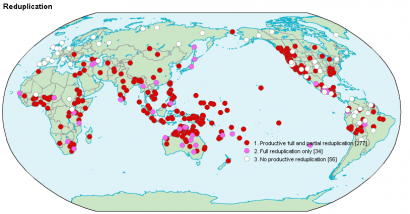 Reduplikáció a világ nyelveiben (piros: prodiktív és részleges; lila: csak teljes; fehér: nincs)