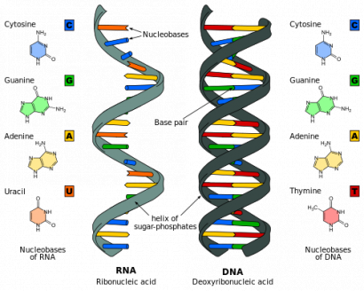RNS és DNS
