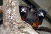 Rokonok. Két vöröshasú tamarin ismerkedik az új lakhelyével a debreceni állatkertben