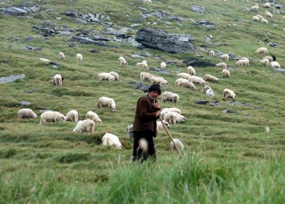 Román pásztor