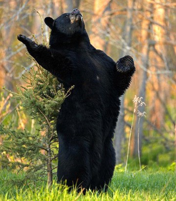 Shakesbear: Mackónak lenni vagy nem lenni, az itt a kérdés...