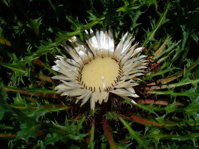 Száratlan bábakalács (Carlina acaulis)