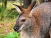 A kengurusimogatás idegnyugtató