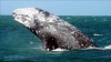 Szürke bálna 