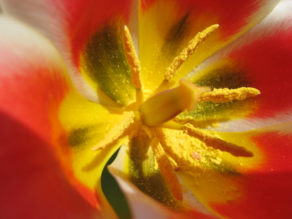 Talán nem kell magyarázni, hogy a tulipán miért vált erős erotikus szimbólummá...