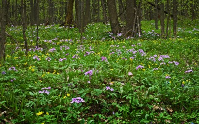 Tavaszi virágpompa az erdőben