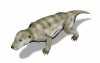 Thrinaxodon