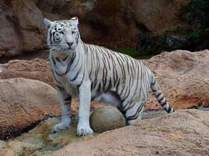 Tigris labdával
