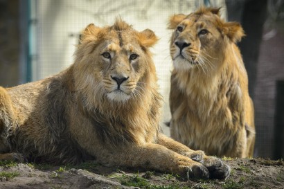 Új oroszlánok a debreceni állatkertben