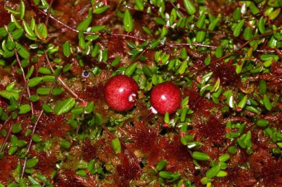 Vaccinium oxycoccos (Tőzegáfonya)