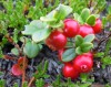 Vaccinium vitis-idea (Vörös áfonya)