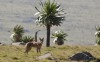 Veszélyben az etióp farkas