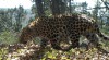 Videó készült élő amuri leopárdokról