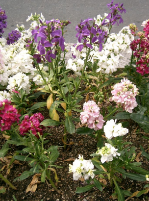 Viola (Matthiola incana)